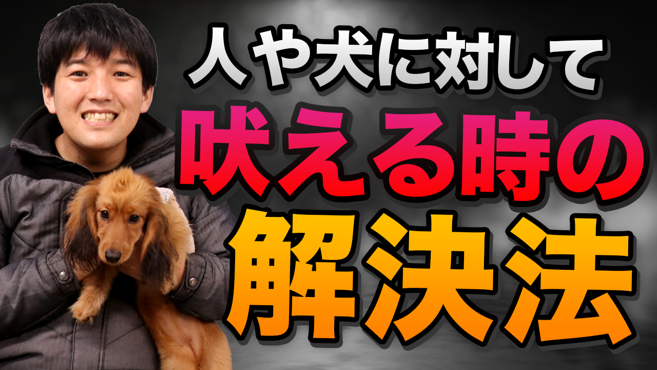 Youtube動画一覧 水戸市のペットホテル しつけ教室 ワンダフルパートナー